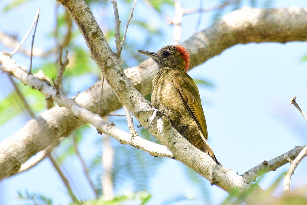 Little Woodpecker - Luiz Moschini