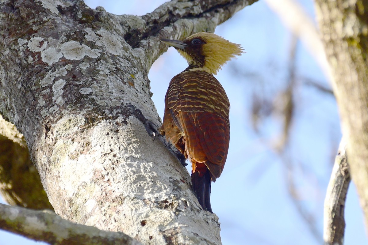 Pale-crested Woodpecker - ML117199261