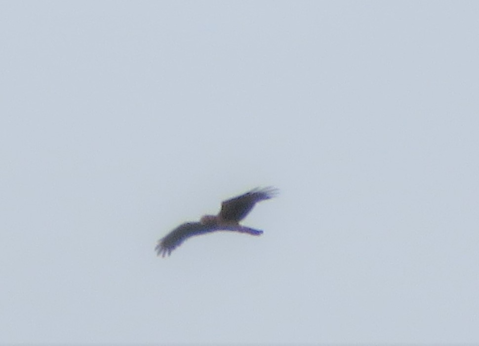 Northern Harrier - ML117199971