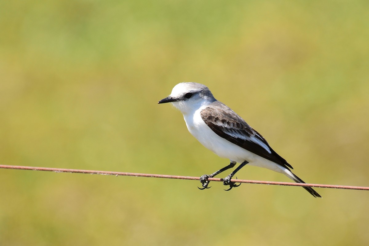 White-rumped Monjita - ML117200131