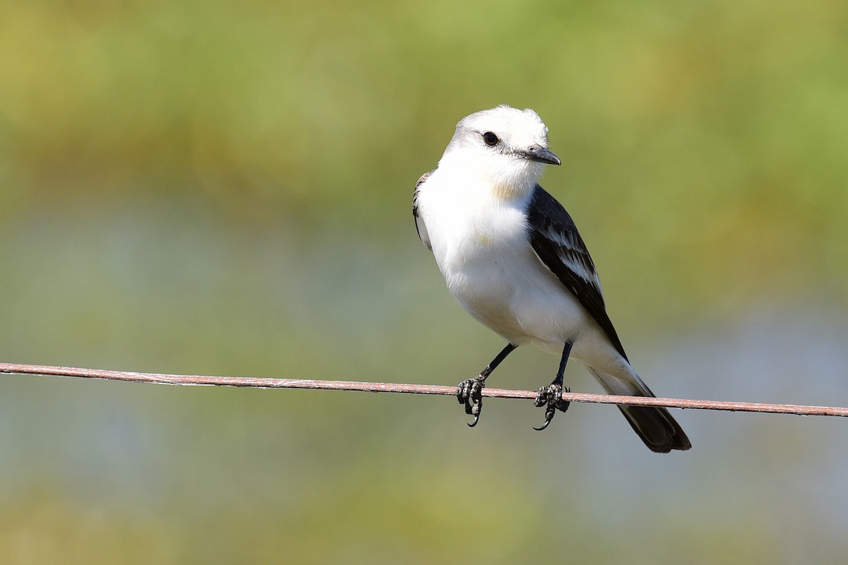 White-rumped Monjita - ML117200141