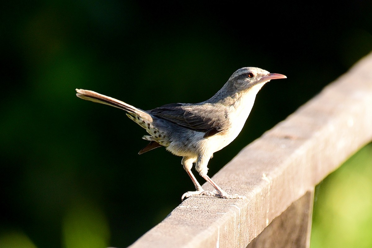 Thrush-like Wren - ML117200451