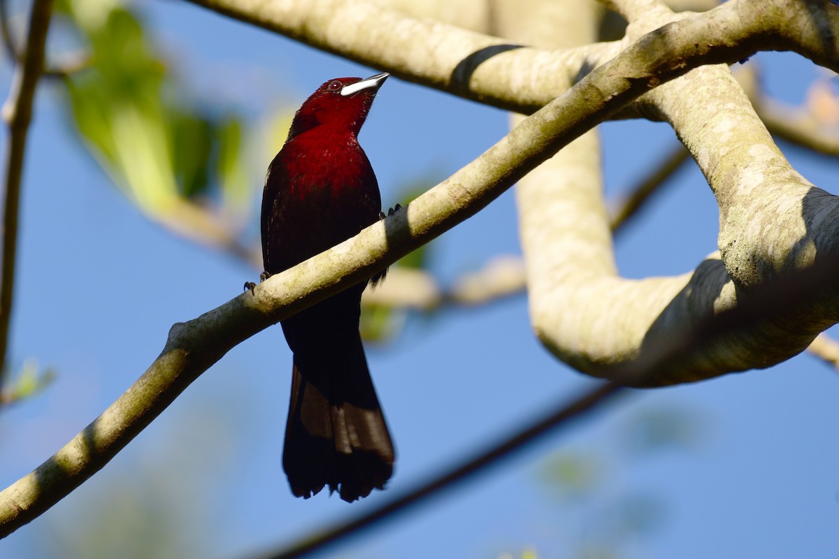 Silver-beaked Tanager - ML117200811