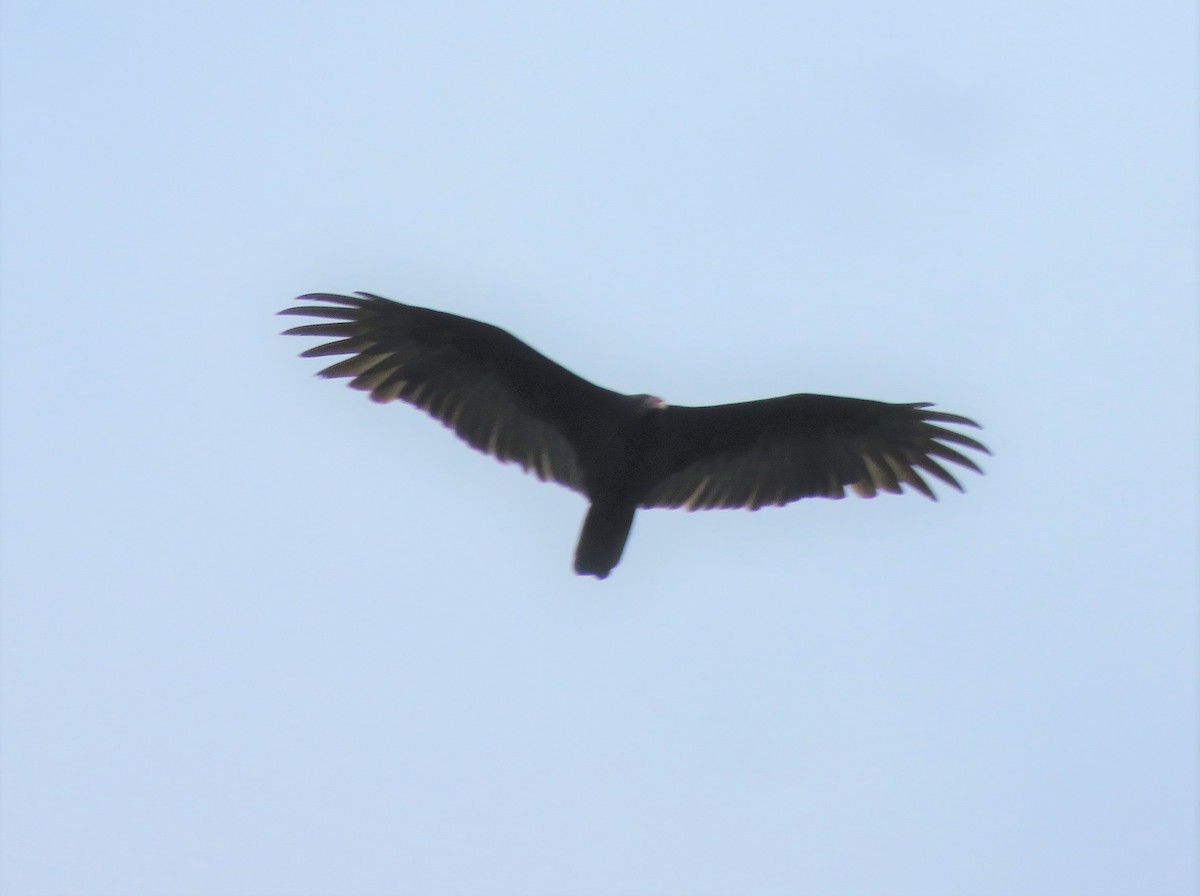 Turkey Vulture - ML117201661