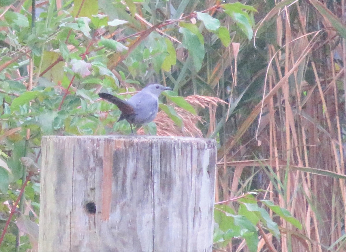 Gray Catbird - ML117201841