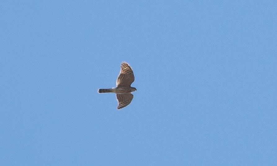 Sharp-shinned Hawk (Northern) - ML117201891