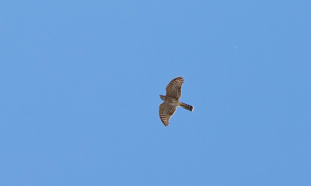 Sharp-shinned Hawk (Northern) - ML117202031