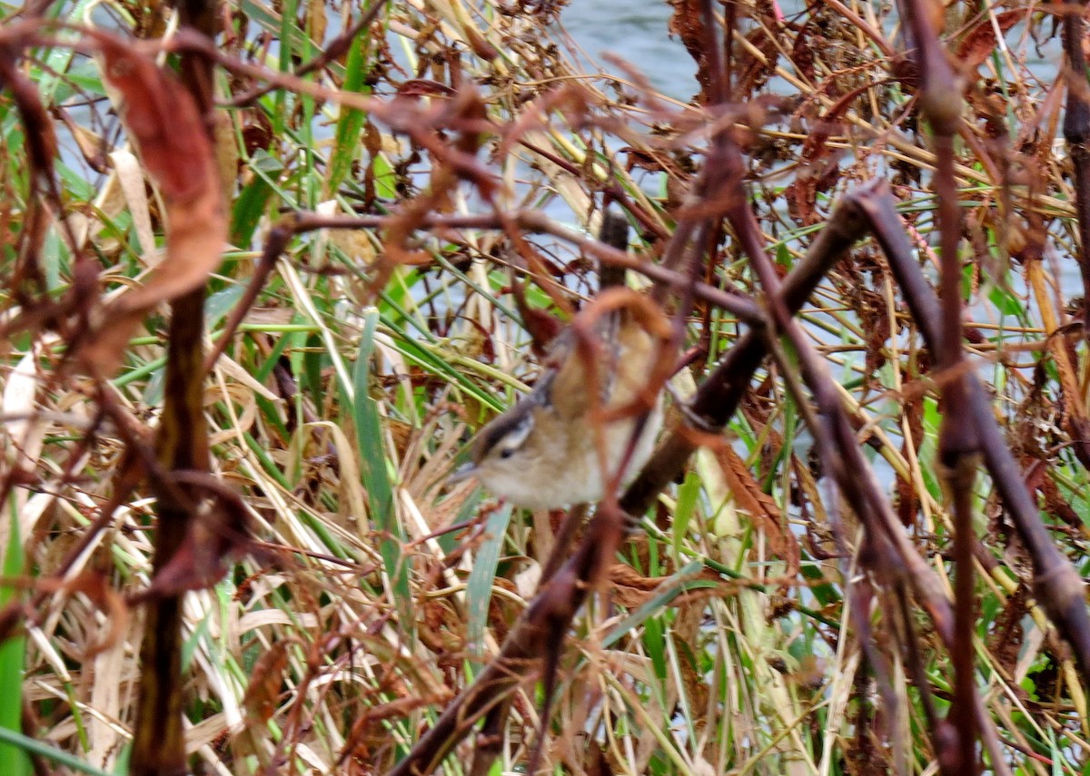 Marsh Wren - ML117202171