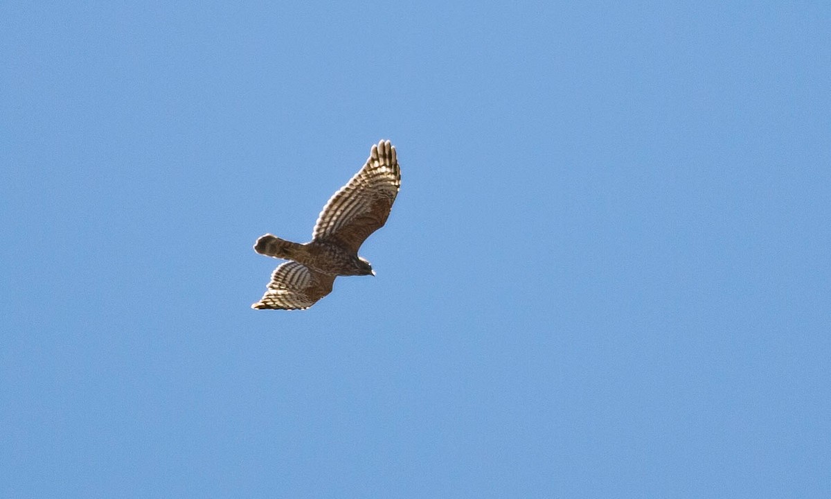 Red-shouldered Hawk (elegans) - ML117202571