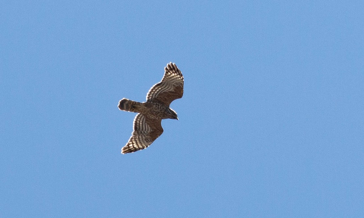 Red-shouldered Hawk (elegans) - ML117202581