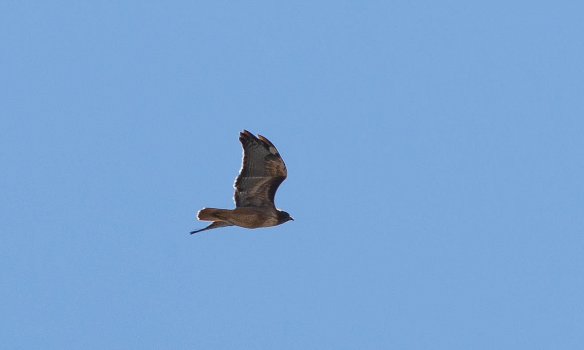 Red-tailed Hawk (calurus/alascensis) - ML117202821
