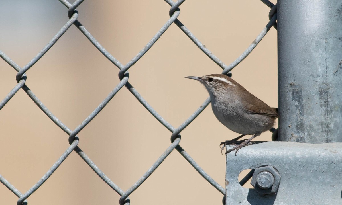 Bewick's Wren (spilurus Group) - ML117203091