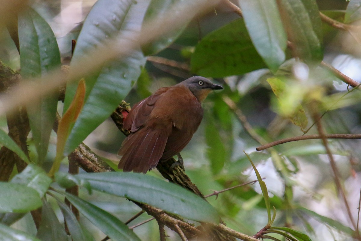 Ashy-headed Laughingthrush - ML117203351