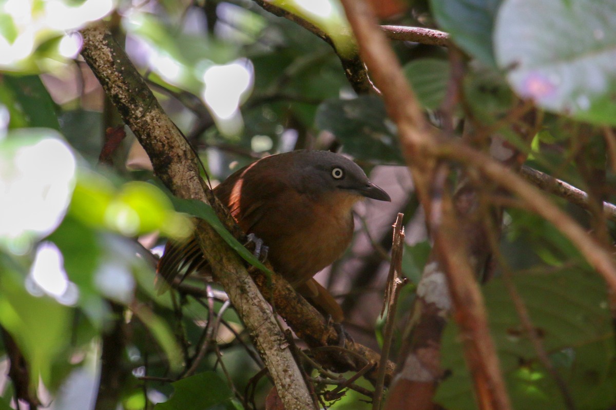 Ashy-headed Laughingthrush - ML117203421