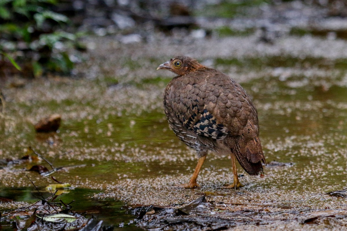 Sri Lanka Junglefowl - ML117203581