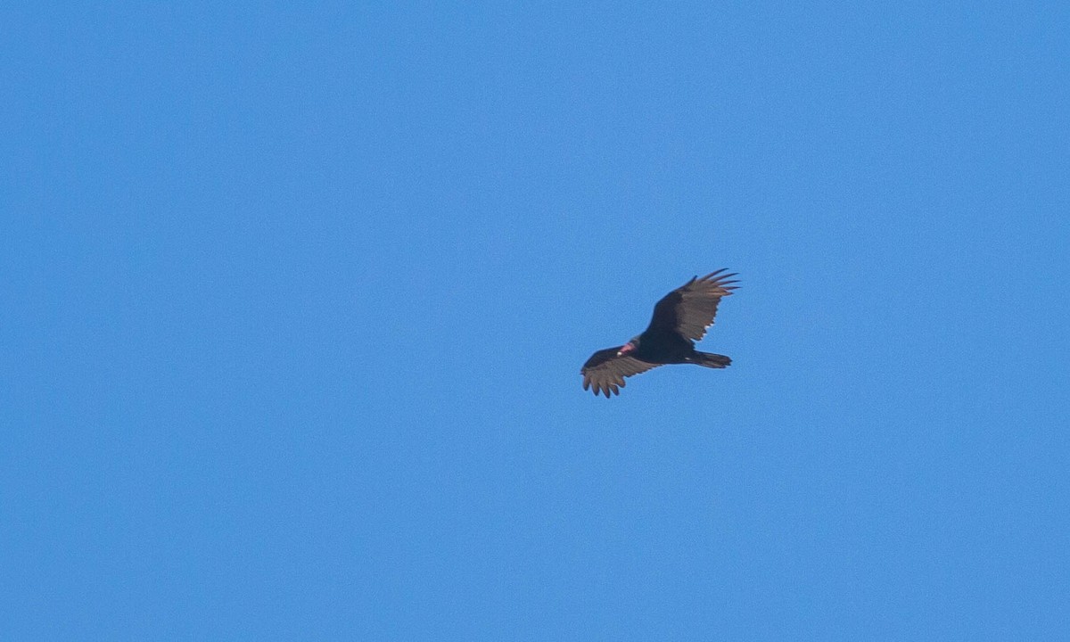 Turkey Vulture - ML117203761