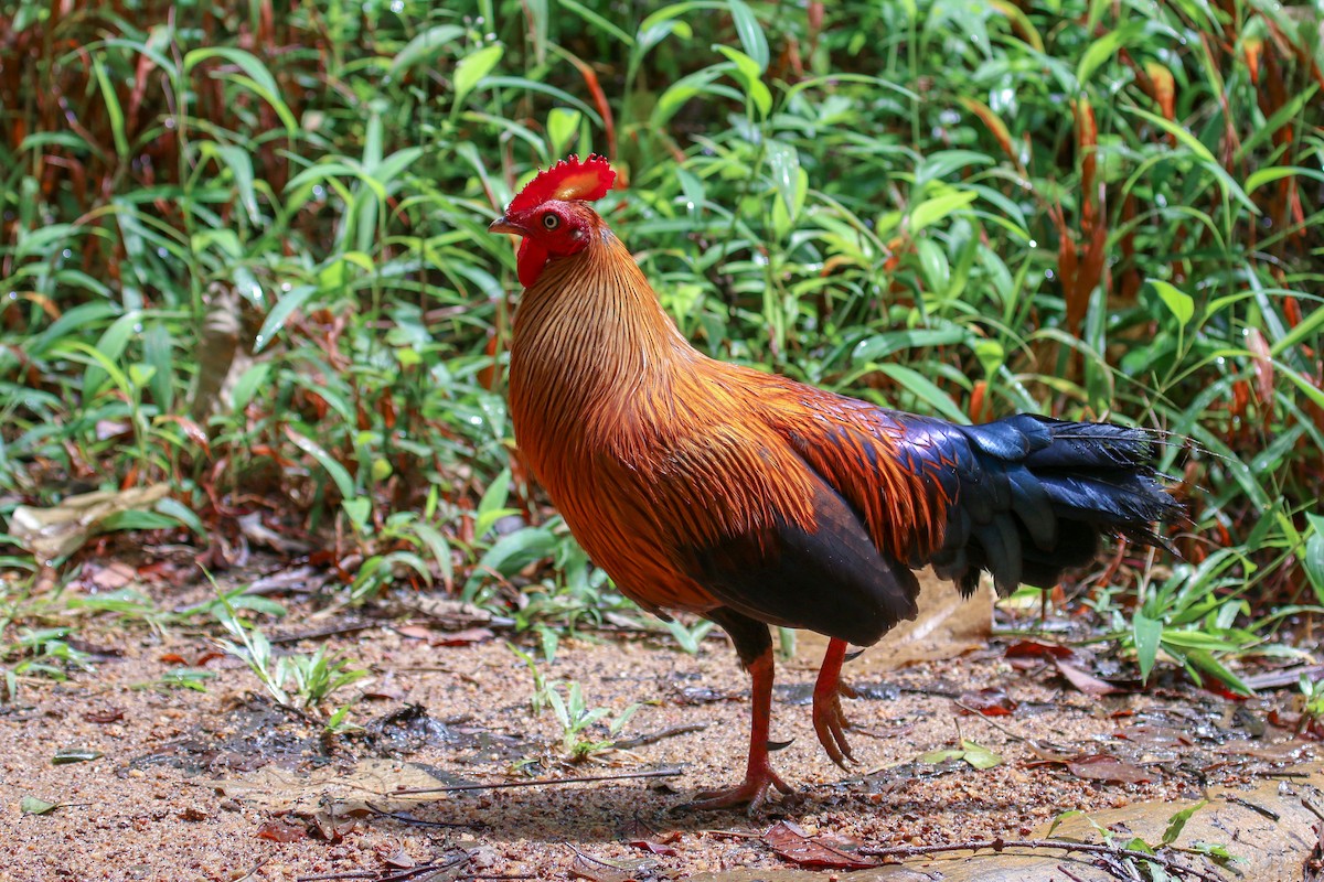 Sri Lanka Junglefowl - ML117203891