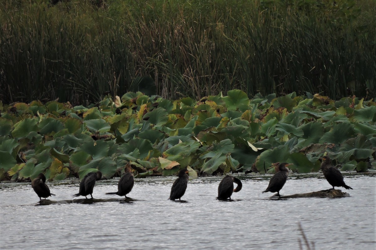 Double-crested Cormorant - ML117206941