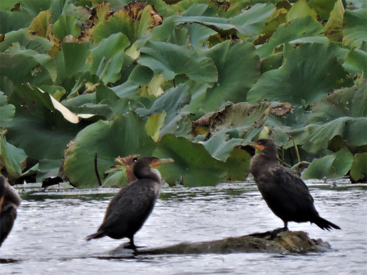 Double-crested Cormorant - ML117206961