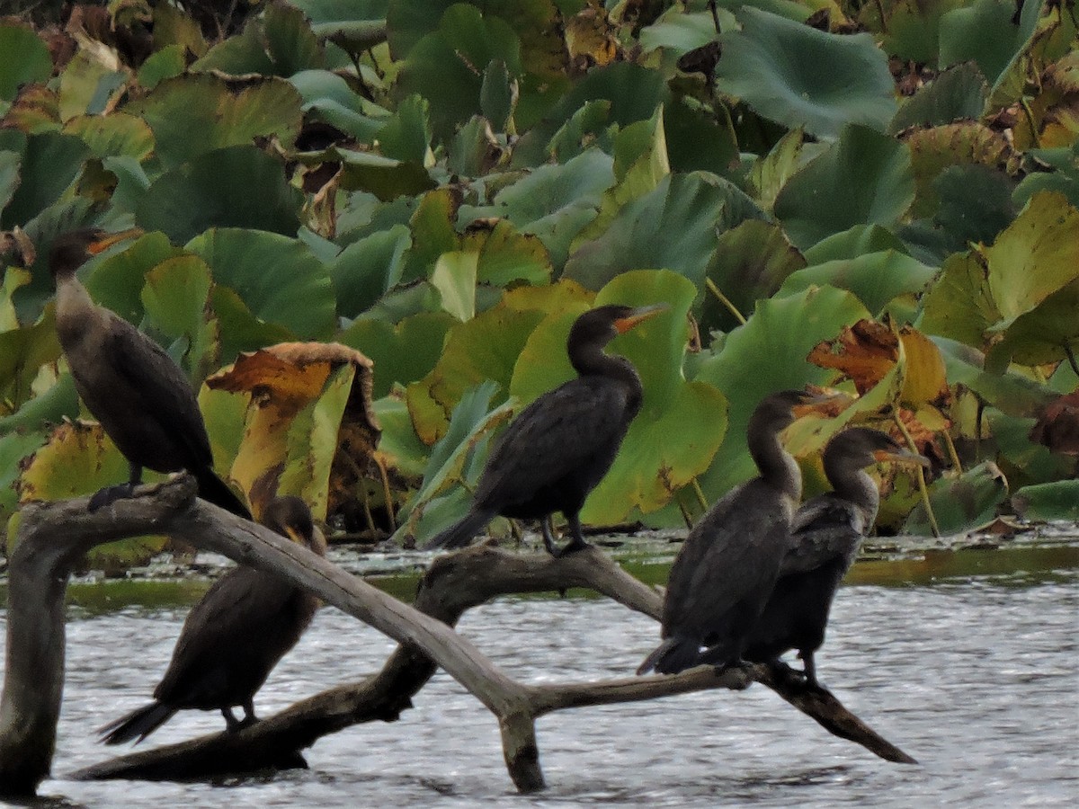 Double-crested Cormorant - ML117206981