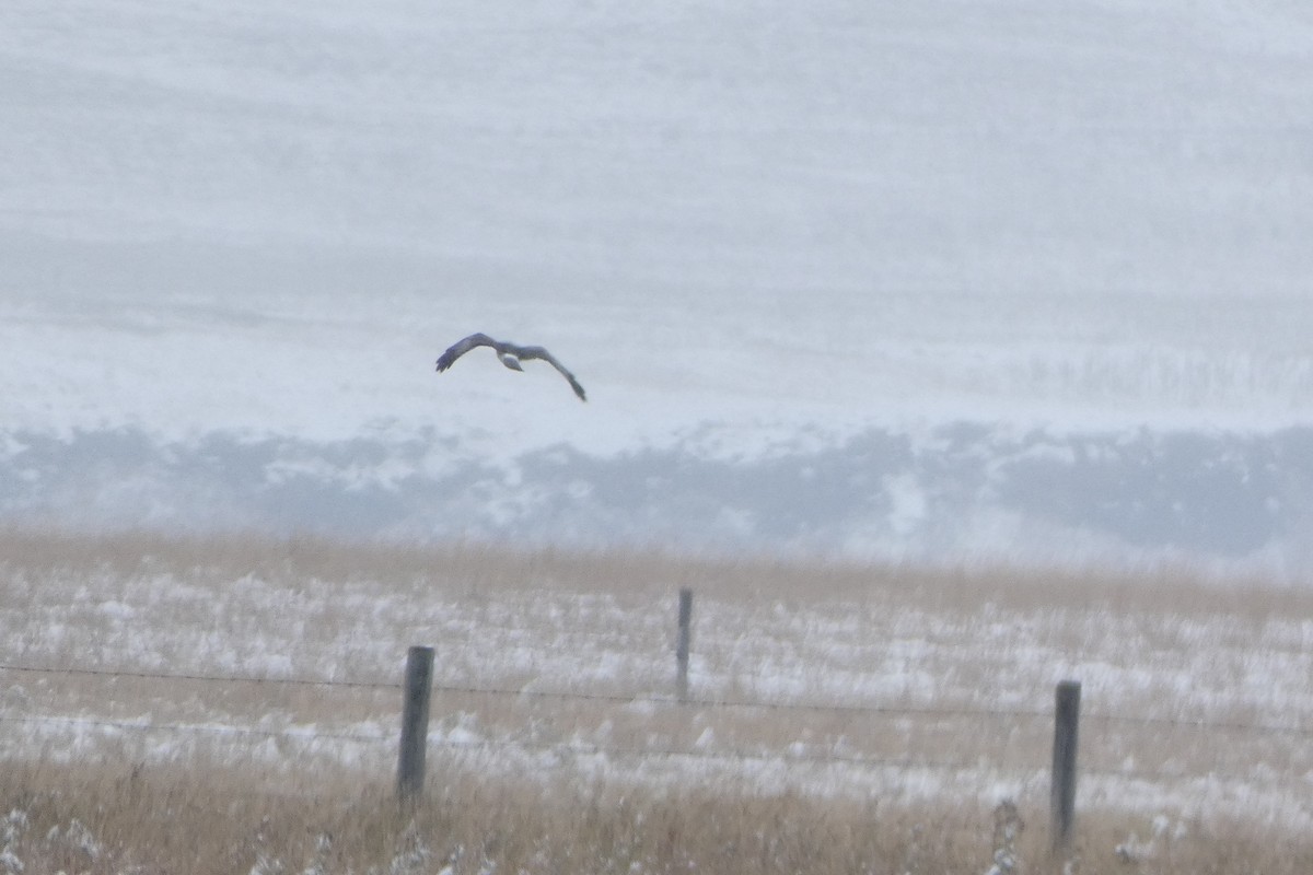 Northern Harrier - ML117207651