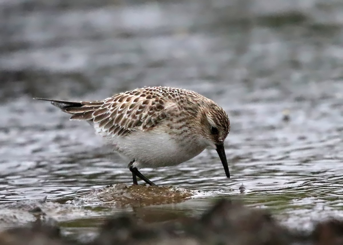 Baird's Sandpiper - Tom Murray