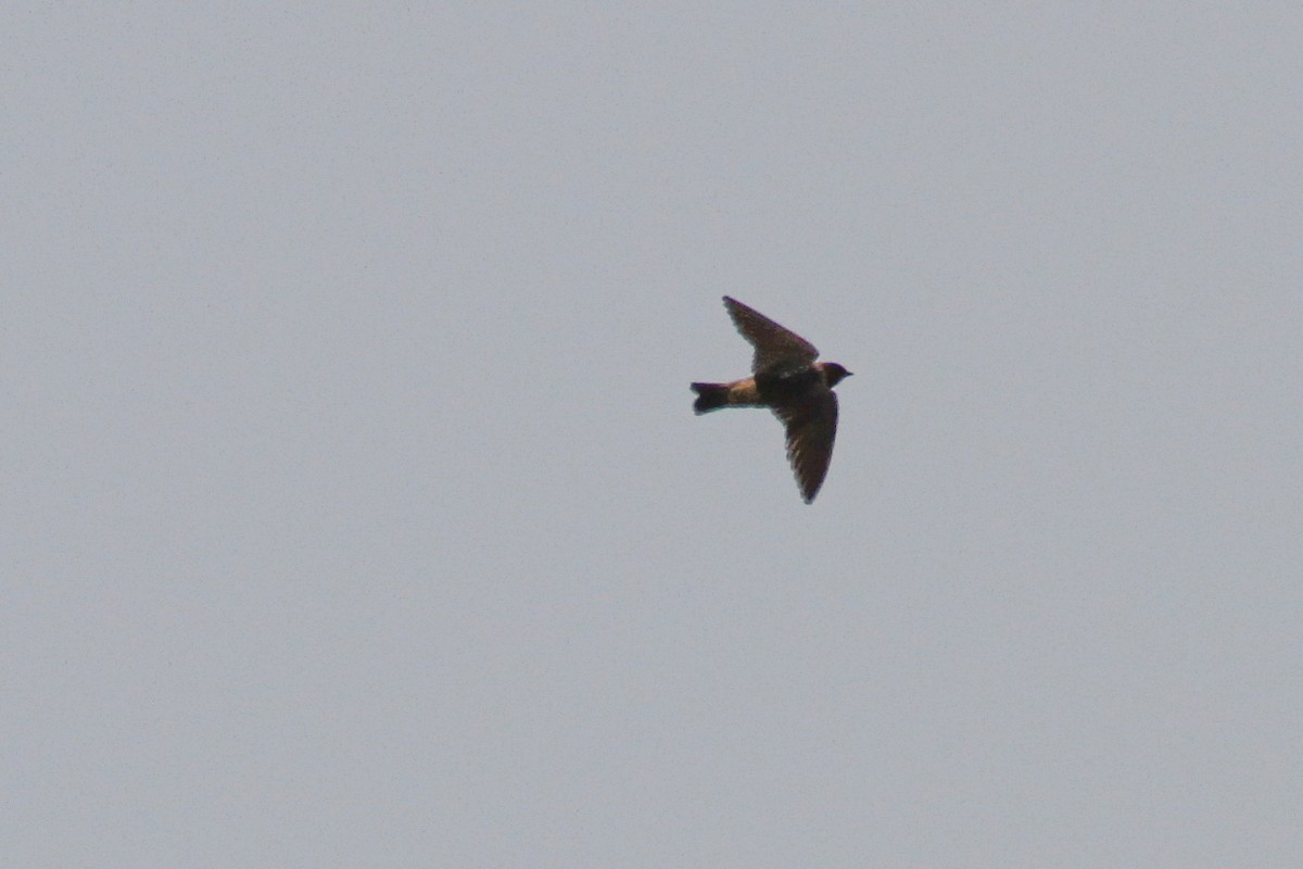 Cliff Swallow - ML117208301