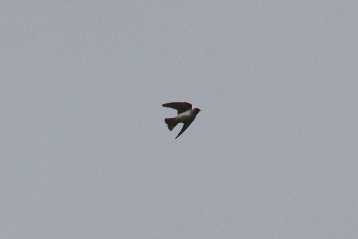 Cliff Swallow - ML117208311