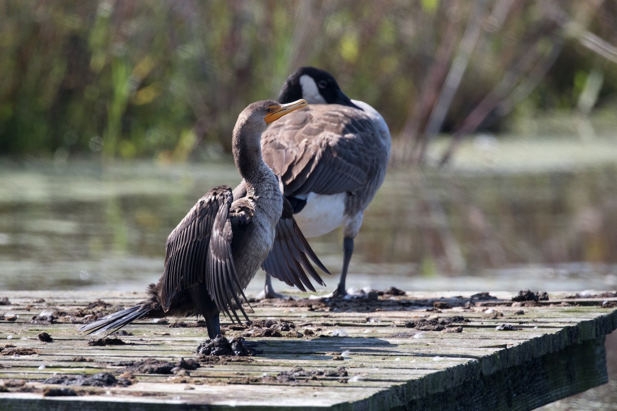 Cormoran à aigrettes - ML117208331