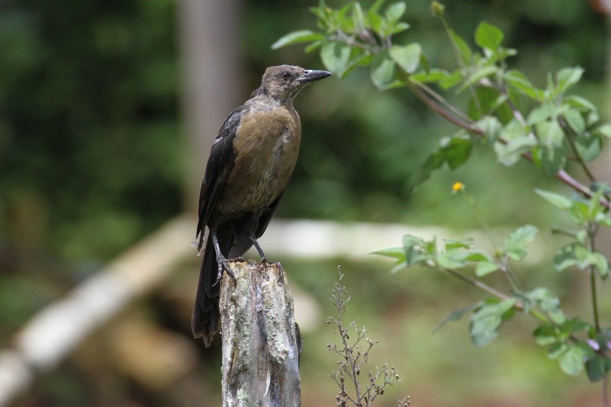 Great-tailed Grackle - ML117208381