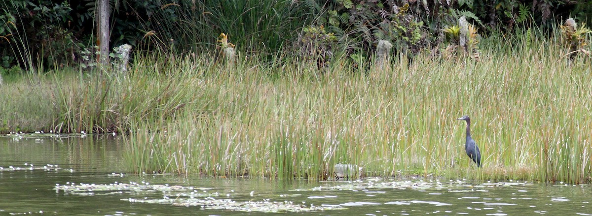 Little Blue Heron - ML117208701