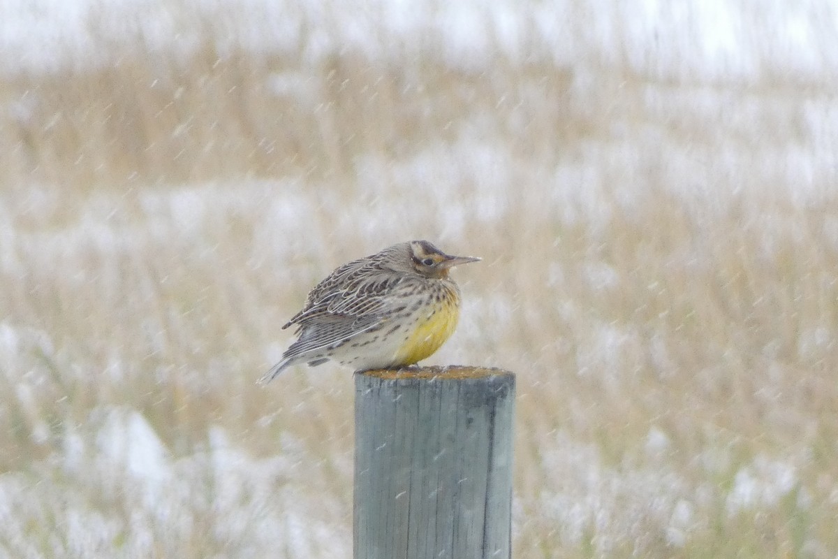Western Meadowlark - ML117209681
