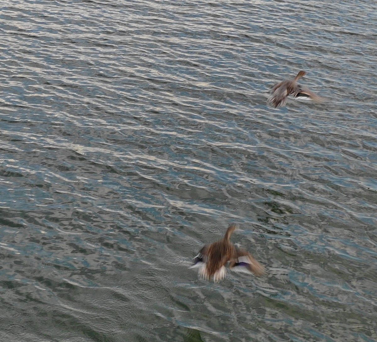 Northern Pintail - ML117209721