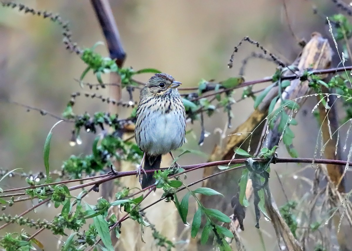 Lincoln's Sparrow - ML117210091