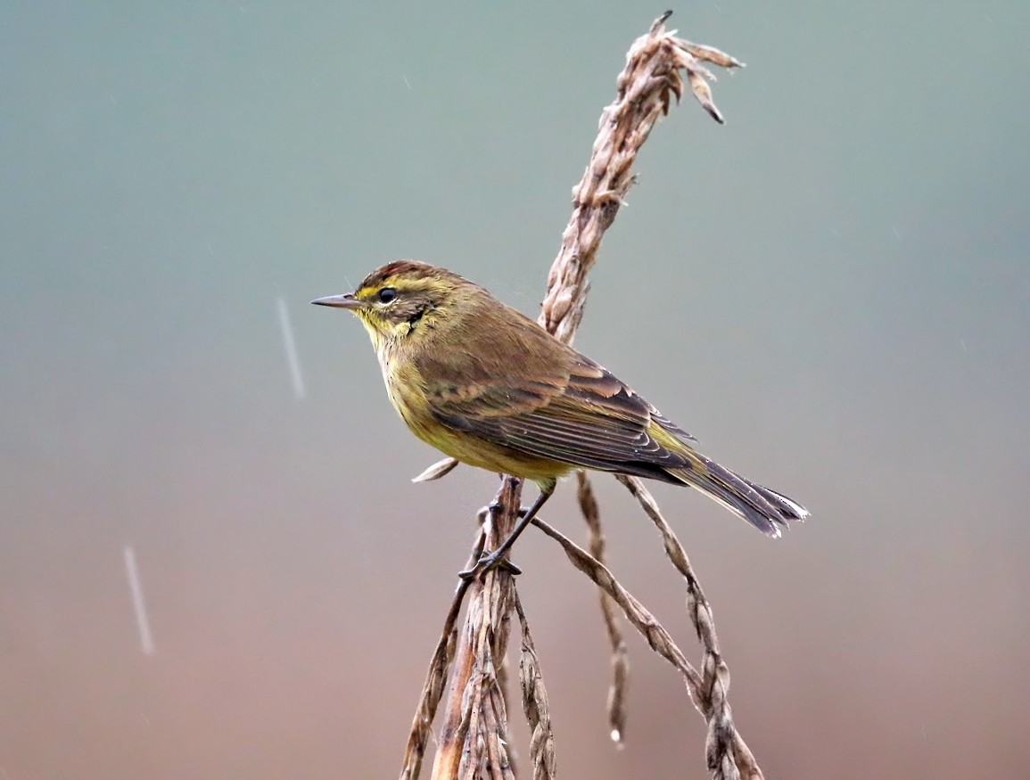 Palm Warbler (Yellow) - ML117210131