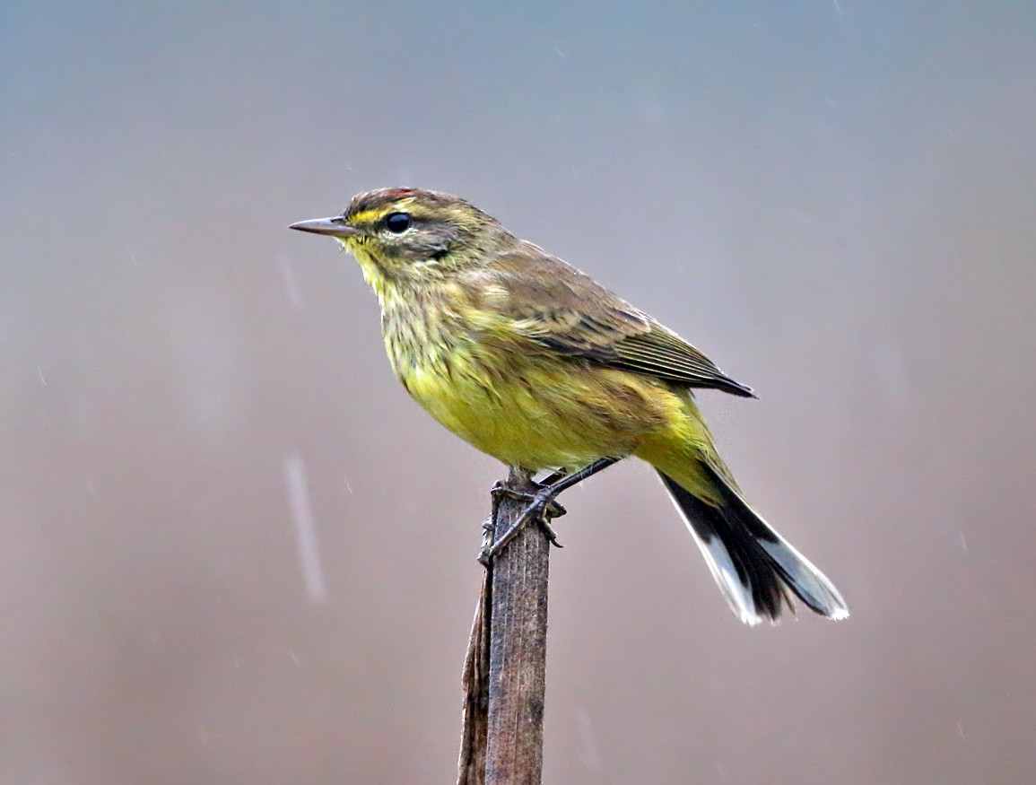 Palm Warbler (Yellow) - ML117210141