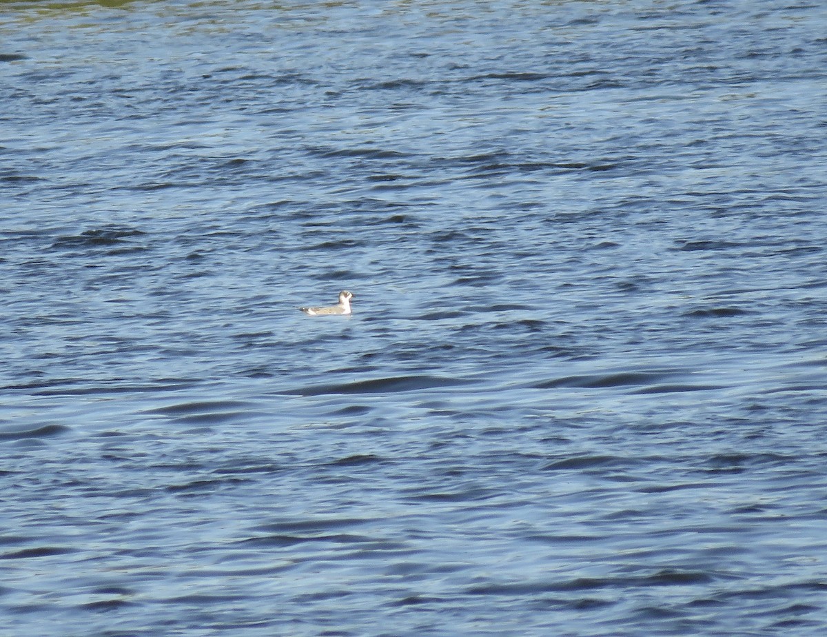 Franklin's Gull - Cole DiFabio