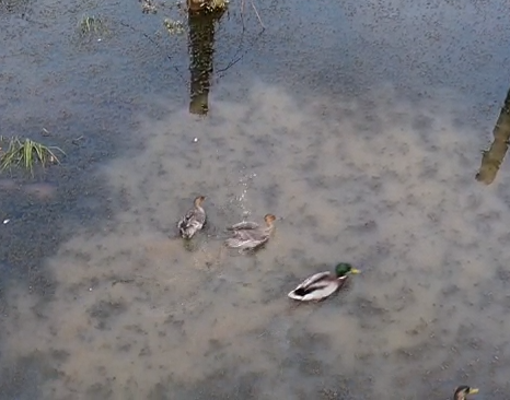 Northern Pintail - ML117211501