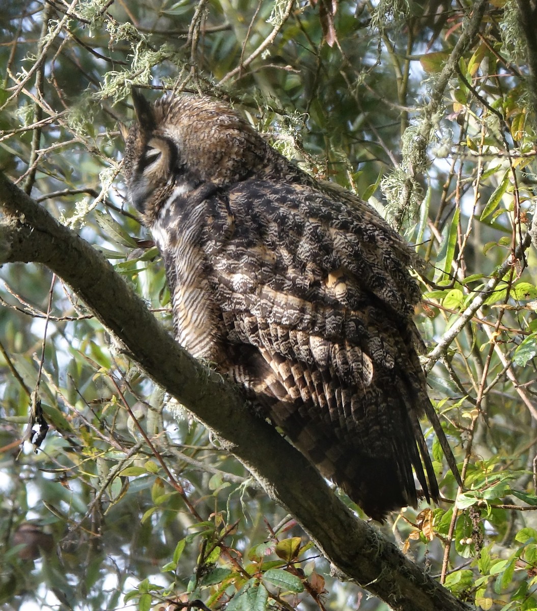 Great Horned Owl - ML117212181