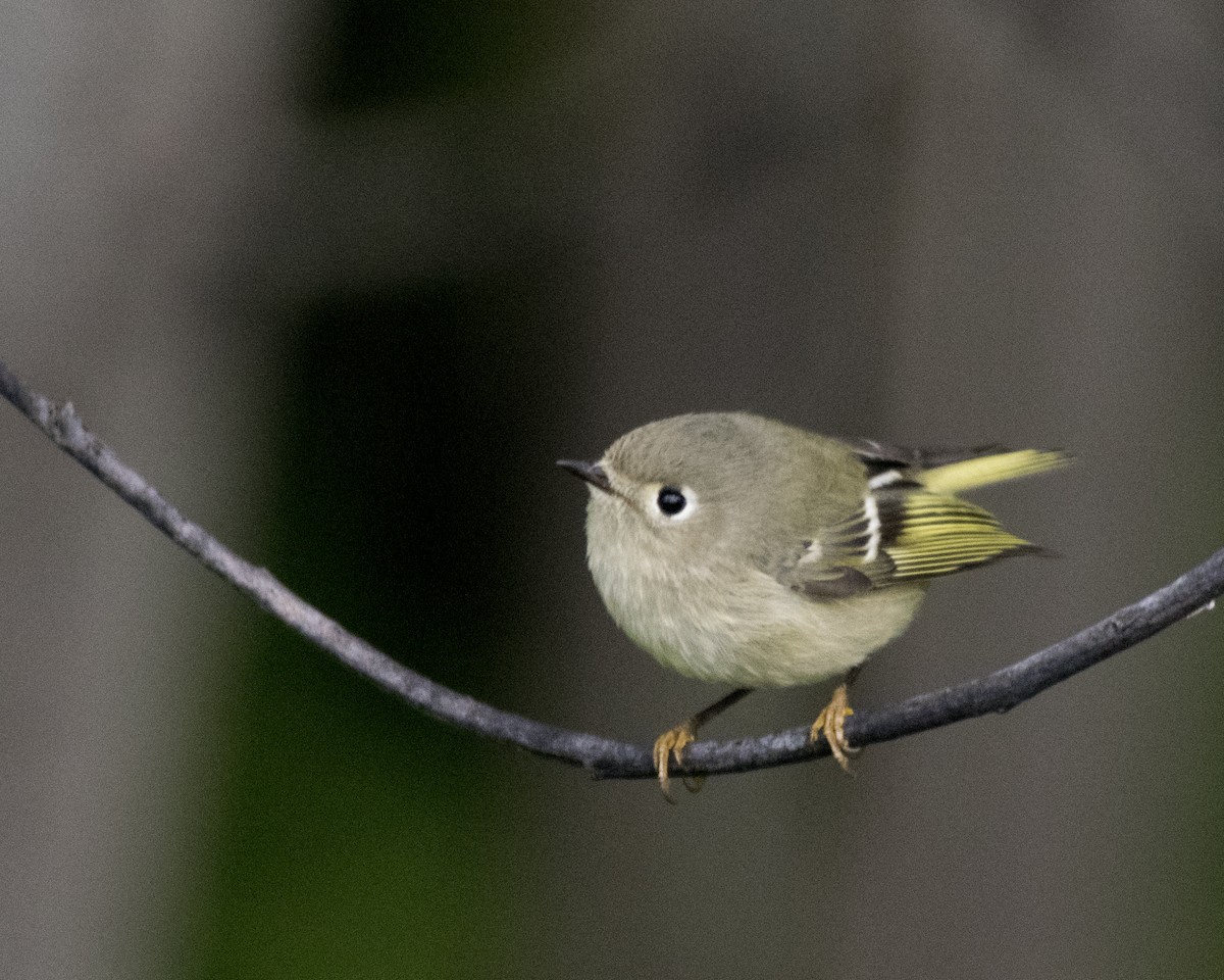 Ruby-crowned Kinglet - ML117212711