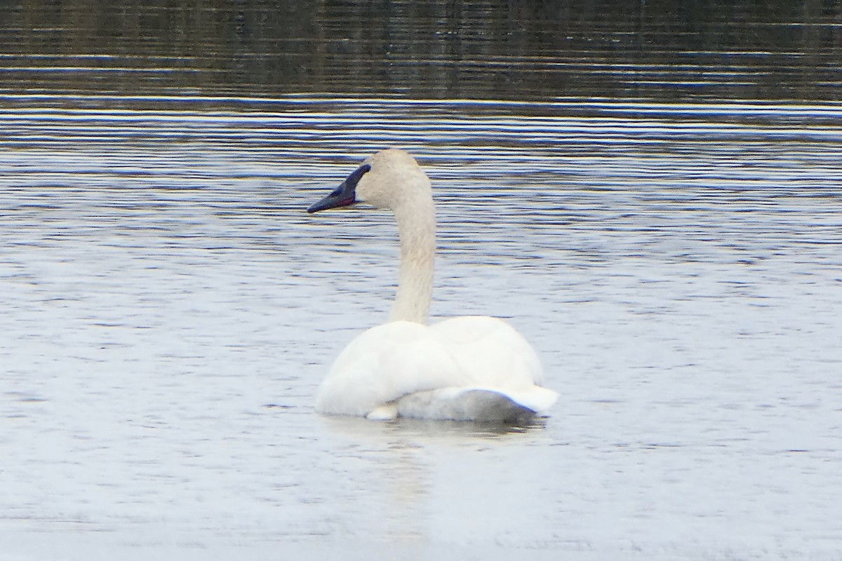 Trumpeter Swan - ML117212921