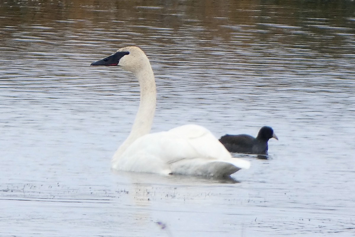 Trumpeter Swan - ML117212951