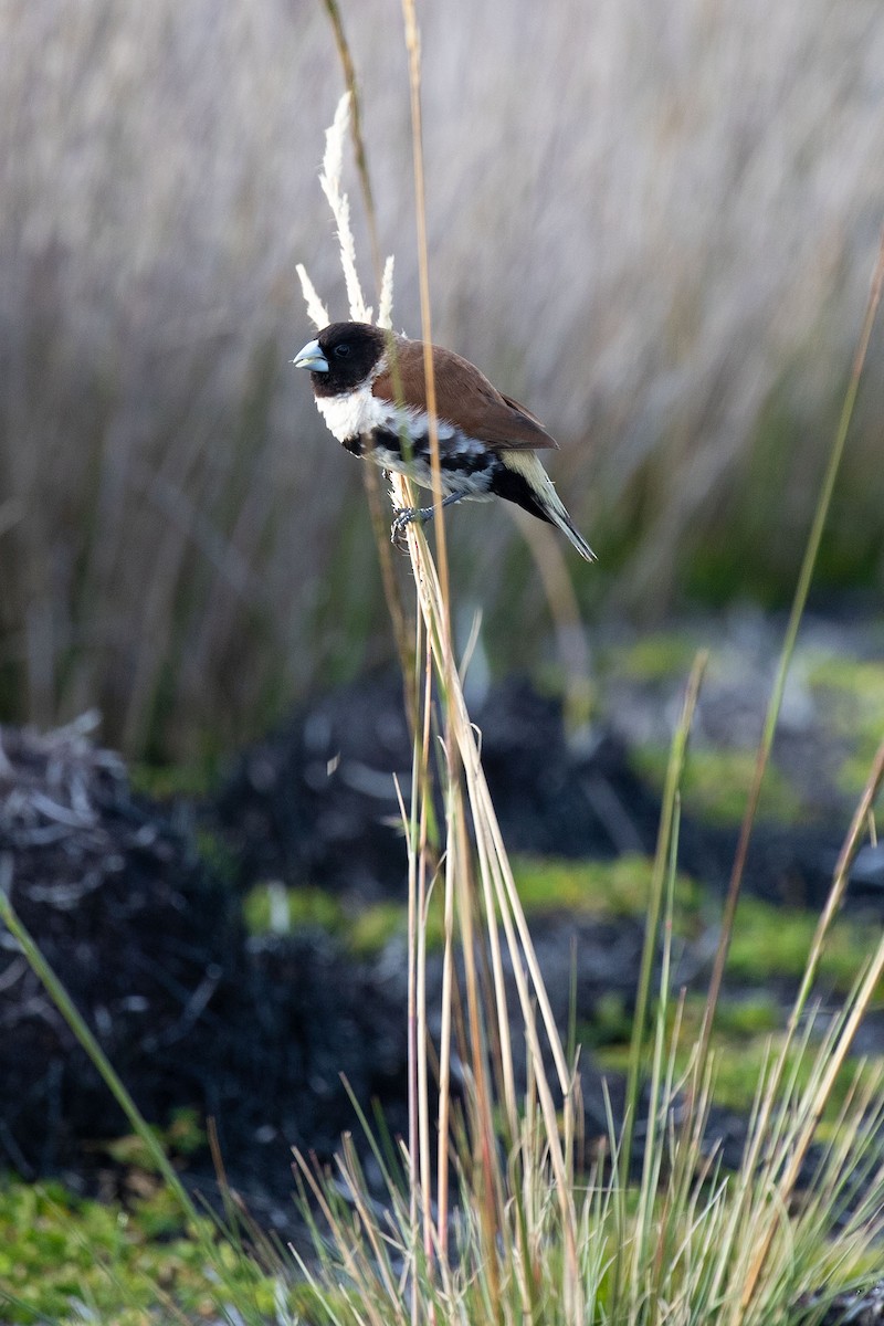 Alpine Munia - Kristof Zyskowski