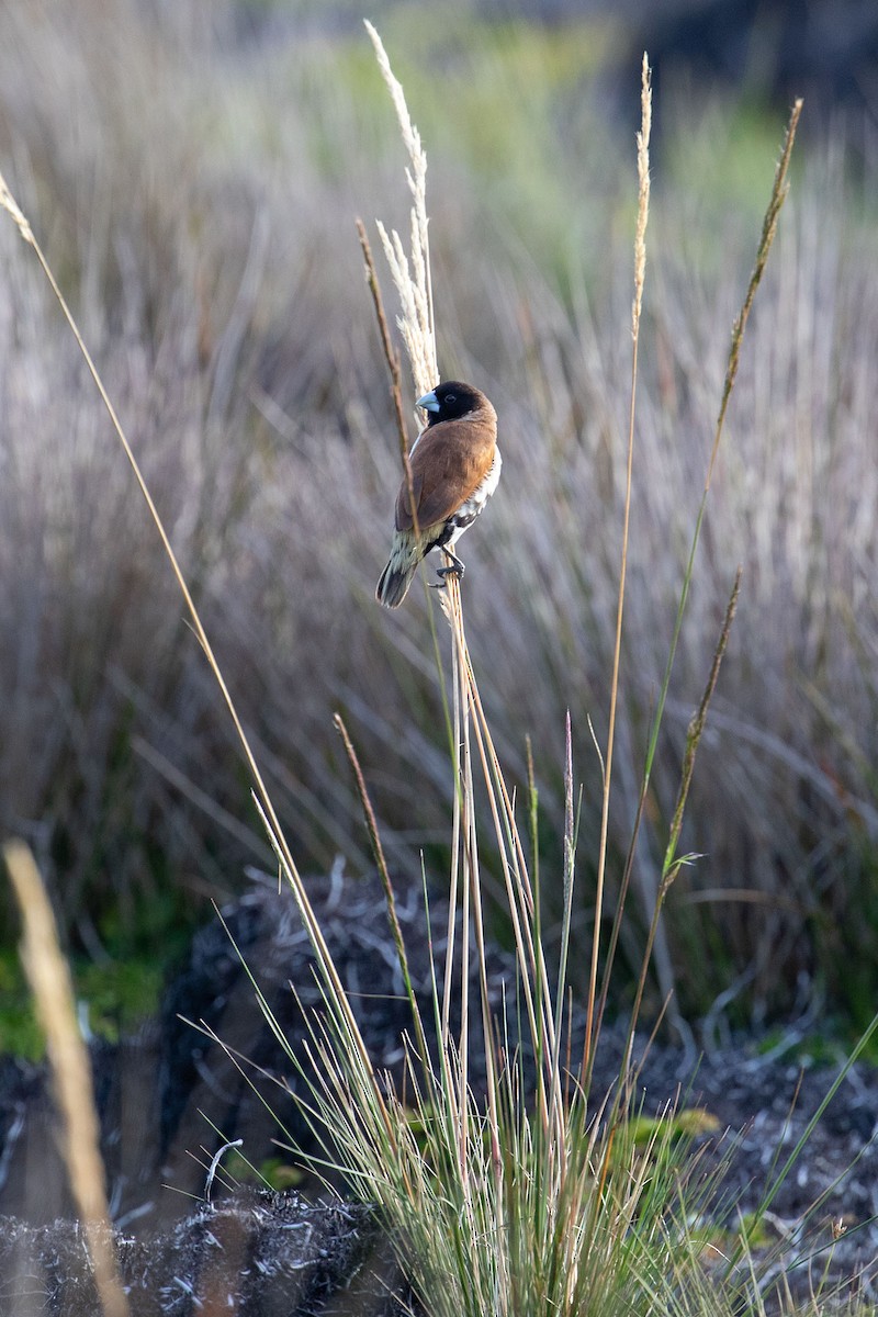 Alpine Munia - Kristof Zyskowski