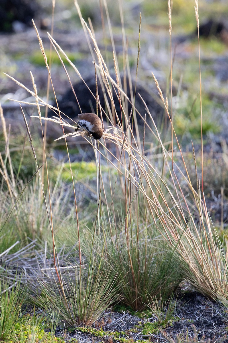 Alpine Munia - ML117213191