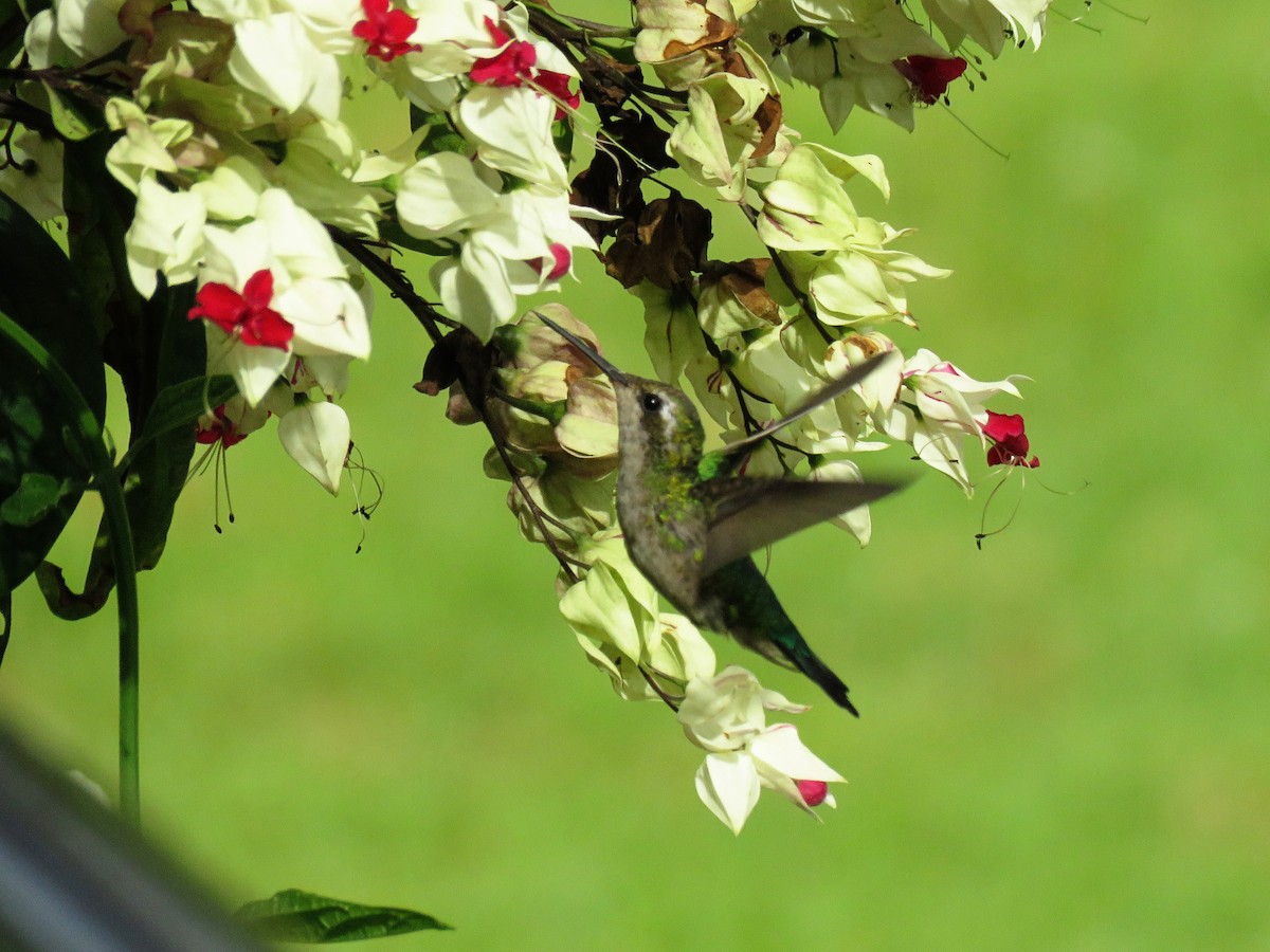 Glittering-bellied Emerald - ML117215991