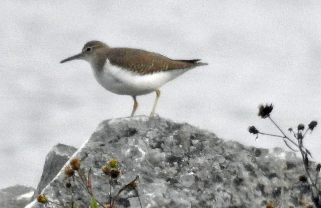 Spotted Sandpiper - ML117219581