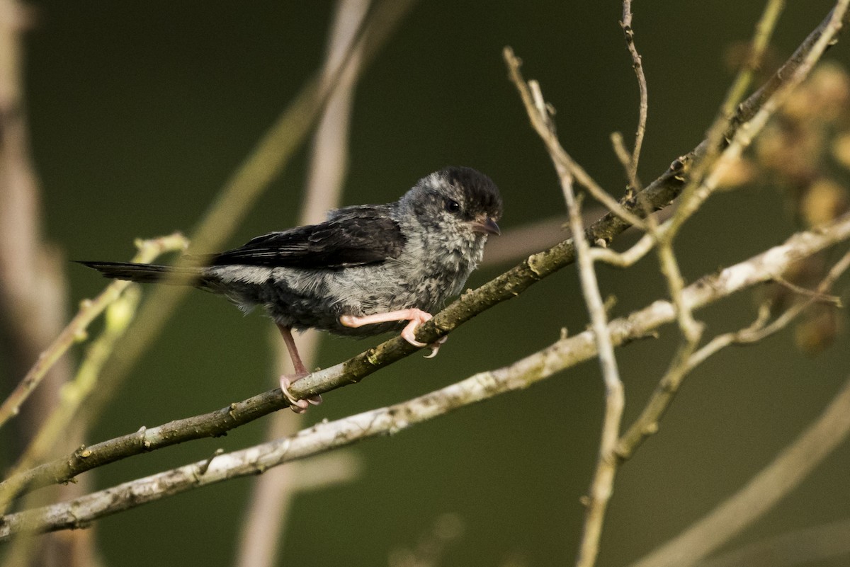 Pink-legged Graveteiro - Claudia Brasileiro