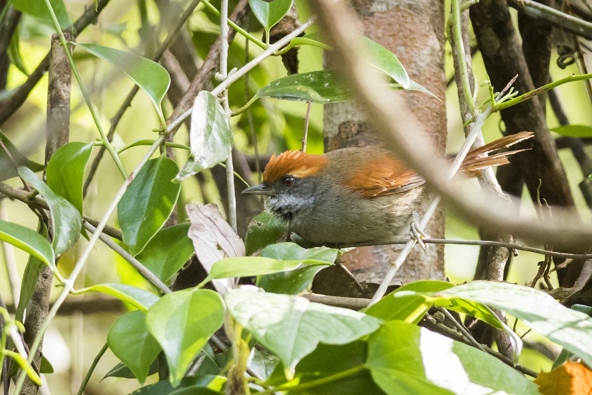 Bahia Spinetail - Claudia Brasileiro