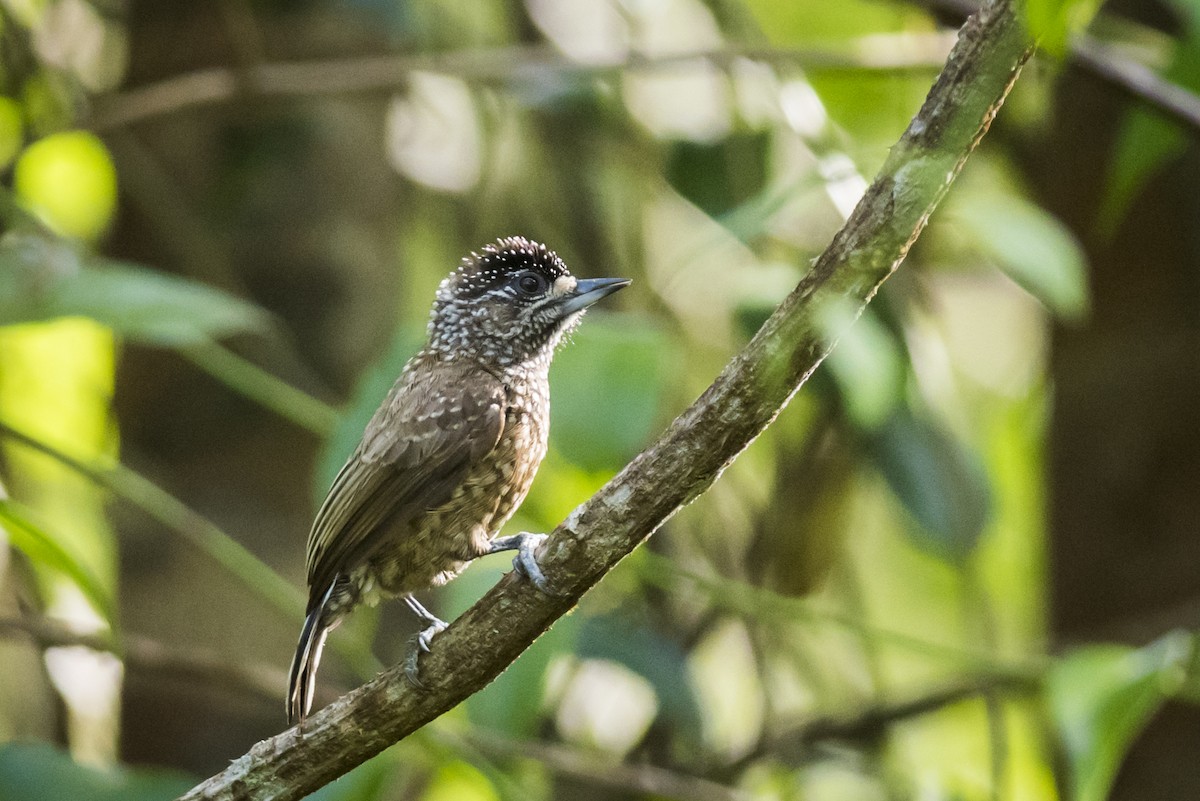 Spotted Piculet - Claudia Brasileiro